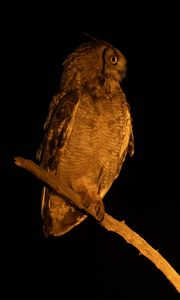 Preview wallpaper owl, branch, bird, wings, feathers