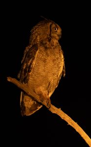 Preview wallpaper owl, branch, bird, wings, feathers