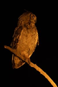 Preview wallpaper owl, branch, bird, wings, feathers