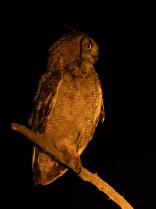 Preview wallpaper owl, branch, bird, wings, feathers