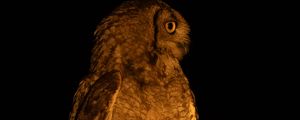 Preview wallpaper owl, branch, bird, wings, feathers