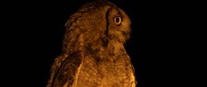 Preview wallpaper owl, branch, bird, wings, feathers