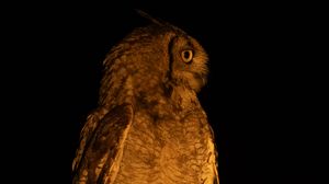 Preview wallpaper owl, branch, bird, wings, feathers