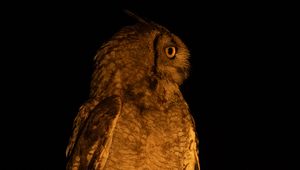 Preview wallpaper owl, branch, bird, wings, feathers