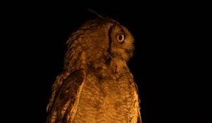 Preview wallpaper owl, branch, bird, wings, feathers