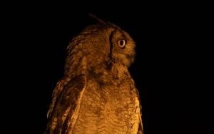 Preview wallpaper owl, branch, bird, wings, feathers