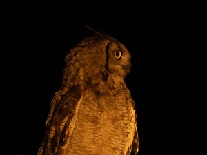 Preview wallpaper owl, branch, bird, wings, feathers