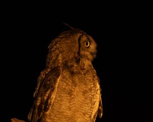 Preview wallpaper owl, branch, bird, wings, feathers
