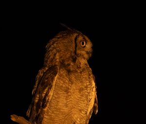 Preview wallpaper owl, branch, bird, wings, feathers