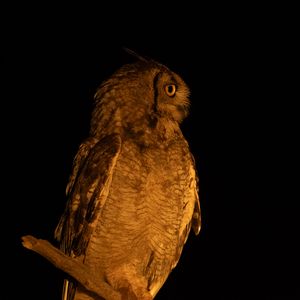 Preview wallpaper owl, branch, bird, wings, feathers