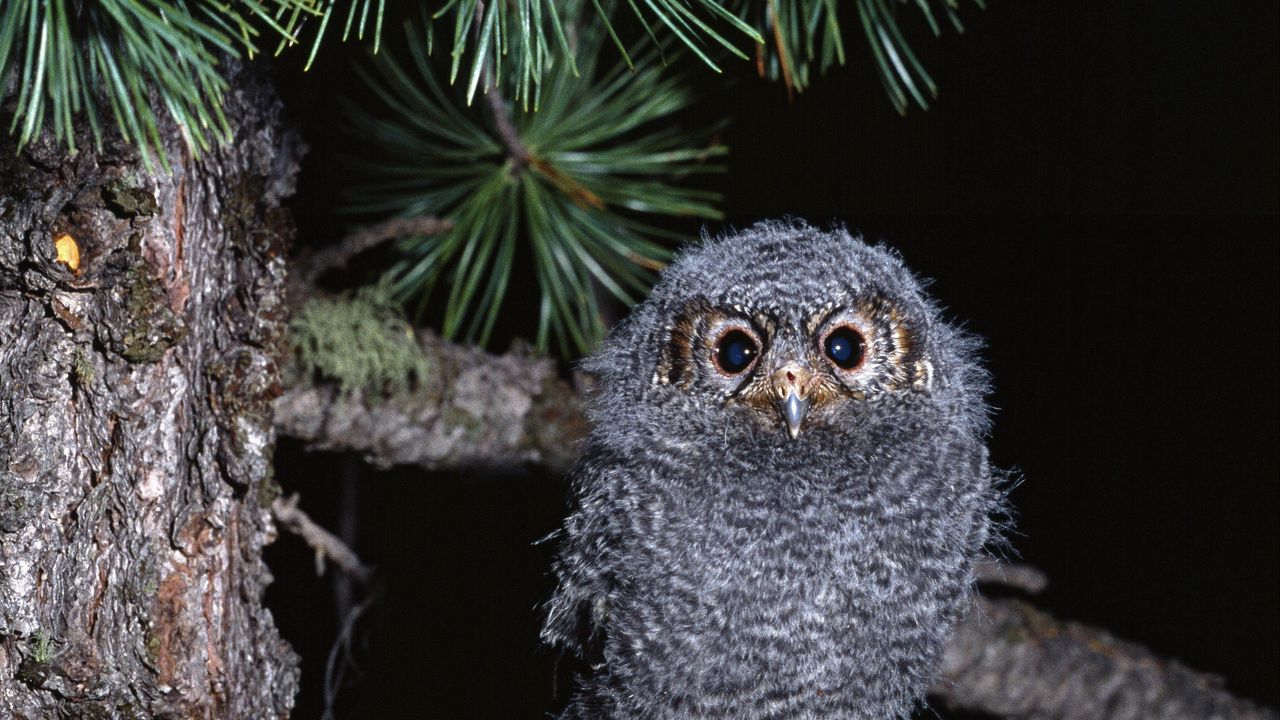 Wallpaper owl, branch, bird, predator