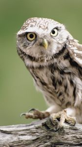Preview wallpaper owl, branch, bird, predator