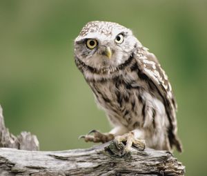 Preview wallpaper owl, branch, bird, predator