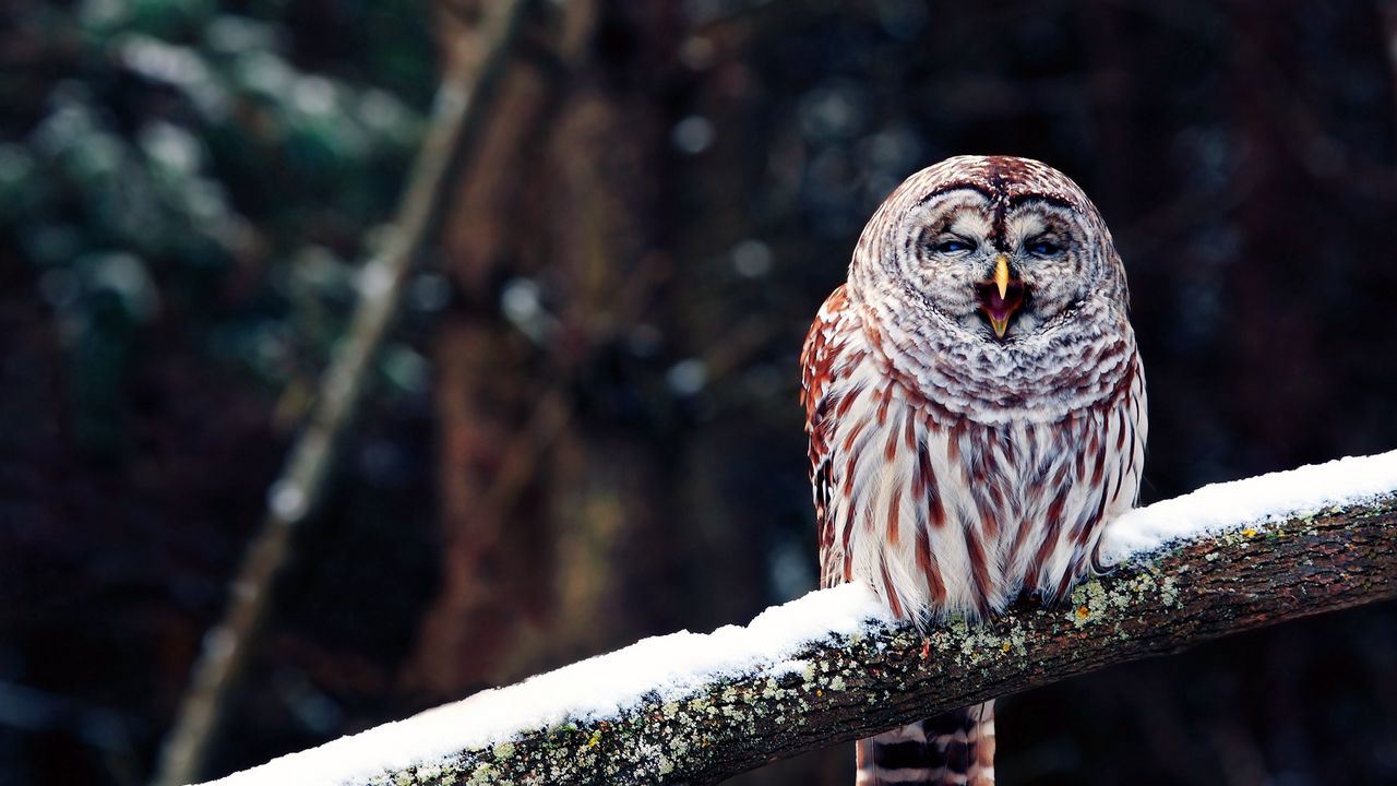Wallpaper owl, branch, predator, bird, sit, snow