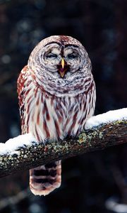 Preview wallpaper owl, branch, predator, bird, sit, snow