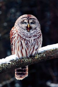 Preview wallpaper owl, branch, predator, bird, sit, snow