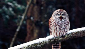 Preview wallpaper owl, branch, predator, bird, sit, snow