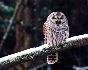 Preview wallpaper owl, branch, predator, bird, sit, snow