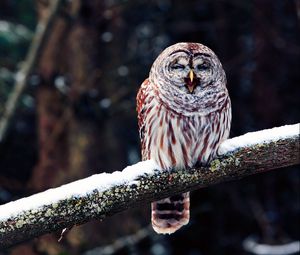 Preview wallpaper owl, branch, predator, bird, sit, snow