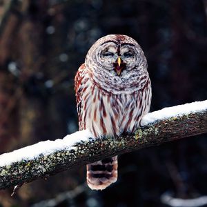 Preview wallpaper owl, branch, predator, bird, sit, snow