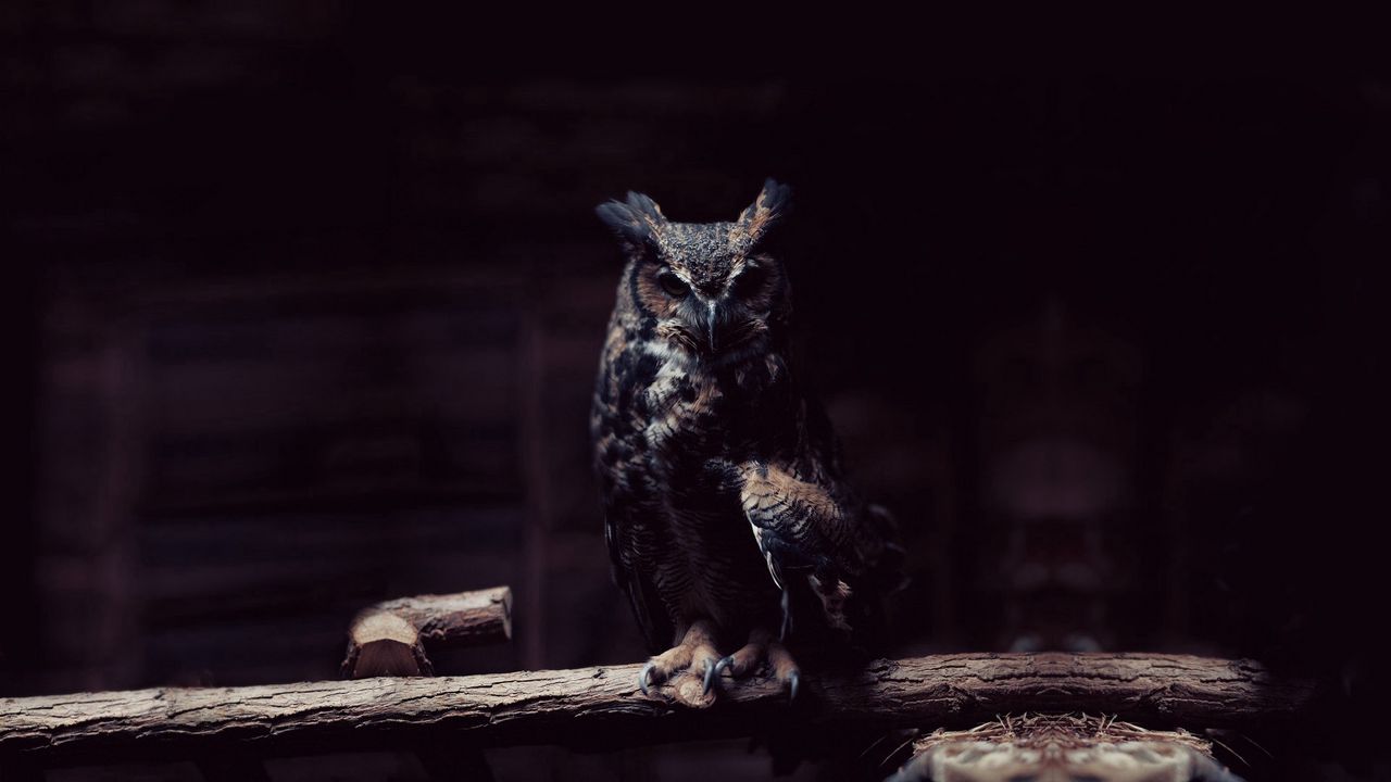 Wallpaper owl, branch, sit, shadows, dark