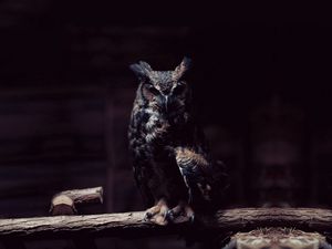 Preview wallpaper owl, branch, sit, shadows, dark