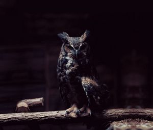Preview wallpaper owl, branch, sit, shadows, dark