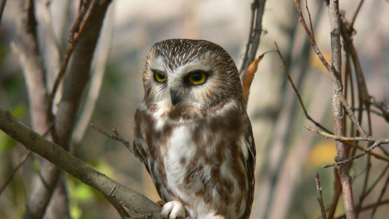 Wallpaper owl, branch, tree, sit, bird, predator, hunting
