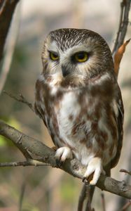 Preview wallpaper owl, branch, tree, sit, bird, predator, hunting