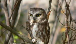 Preview wallpaper owl, branch, tree, sit, bird, predator, hunting