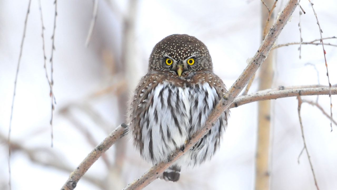 Wallpaper owl, branch, winter, bird