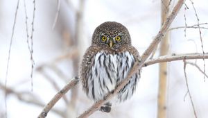 Preview wallpaper owl, branch, winter, bird