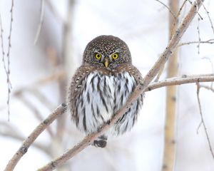Preview wallpaper owl, branch, winter, bird