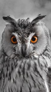 Preview wallpaper owl, bw, predator, bird, beak