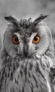 Preview wallpaper owl, bw, predator, bird, beak