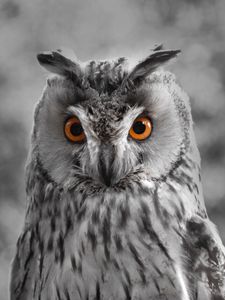 Preview wallpaper owl, bw, predator, bird, beak