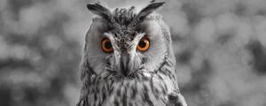 Preview wallpaper owl, bw, predator, bird, beak