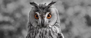 Preview wallpaper owl, bw, predator, bird, beak