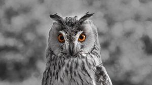 Preview wallpaper owl, bw, predator, bird, beak