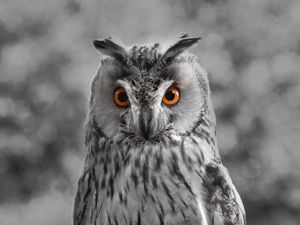 Preview wallpaper owl, bw, predator, bird, beak