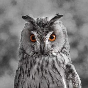 Preview wallpaper owl, bw, predator, bird, beak