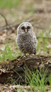 Preview wallpaper owl, chick, bird, tree, wildlife