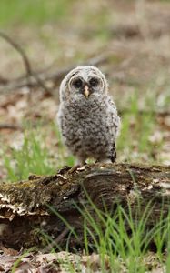 Preview wallpaper owl, chick, bird, tree, wildlife