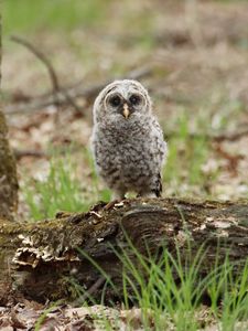 Preview wallpaper owl, chick, bird, tree, wildlife