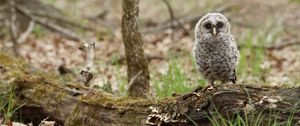 Preview wallpaper owl, chick, bird, tree, wildlife