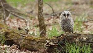 Preview wallpaper owl, chick, bird, tree, wildlife