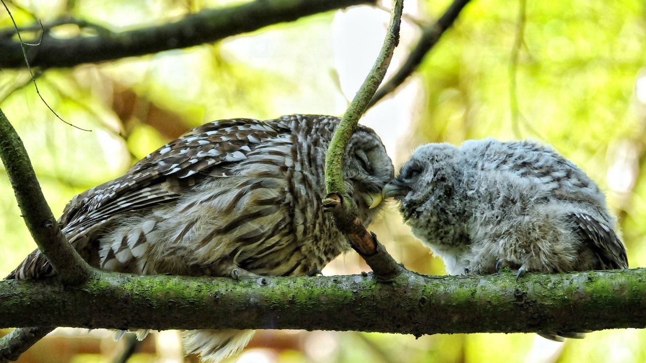 Wallpaper owl, couple, affection, twigs, birds