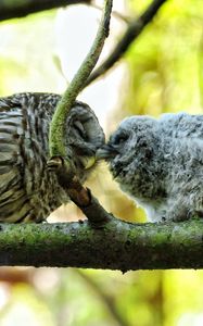 Preview wallpaper owl, couple, affection, twigs, birds