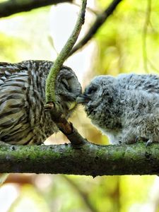 Preview wallpaper owl, couple, affection, twigs, birds