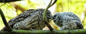 Preview wallpaper owl, couple, affection, twigs, birds